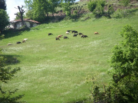 ΚΟΠΑΔΙ ΚΑΤΣΙΚΙΩΝ ΓΙΑ ΒΟΣΚΗ
